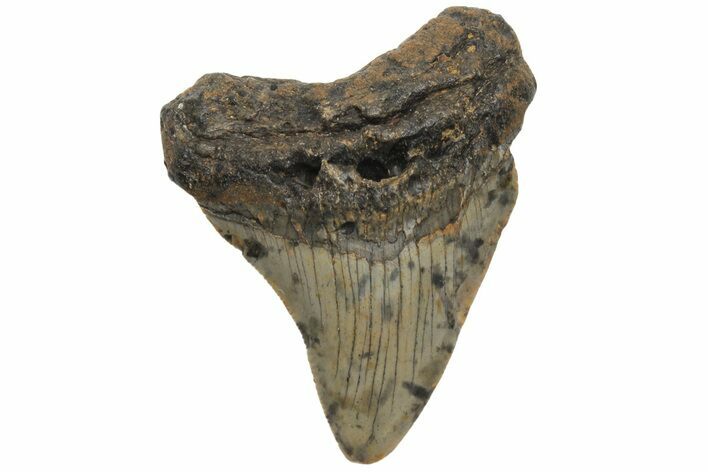 Juvenile Megalodon Tooth - North Carolina #210127